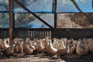 飼育舎で平飼いされる倭鴨（葛城山麓にて）