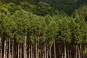 吉野の山林（イメージ）