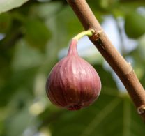 イチジク（奈良の果物）